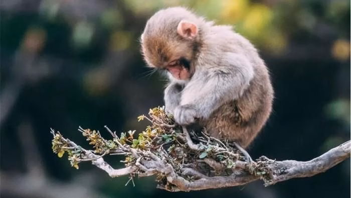 Sự kết hợp giữa trí thông minh và trực giác giúp tuổi Thân luôn dẫn đầu trong môi trường cạnh tranh